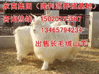 锦州小矮马出售与全自动打包机的联动商机